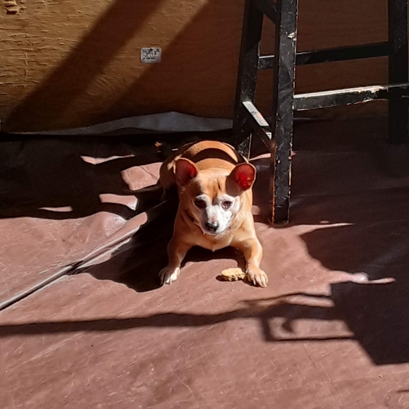 Meet your Posher, Carol - Picture 13 of 16